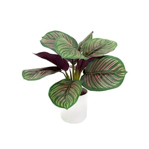 Mini Calathea Plant- 40cm