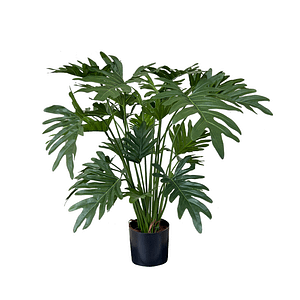 307425514 - 60cm Philodendron Selloum