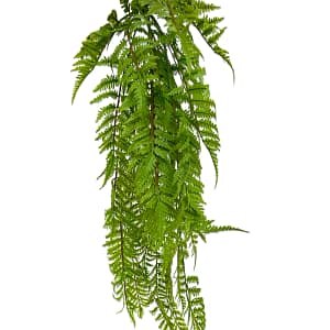 Hanging Lady Fern